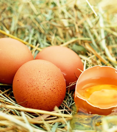 Eggs Nutrition