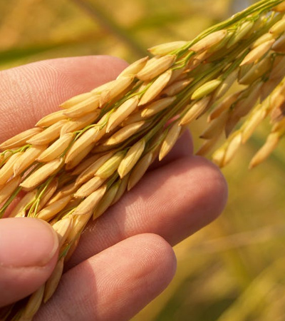 Grain Nutrition