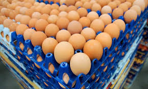 eggs