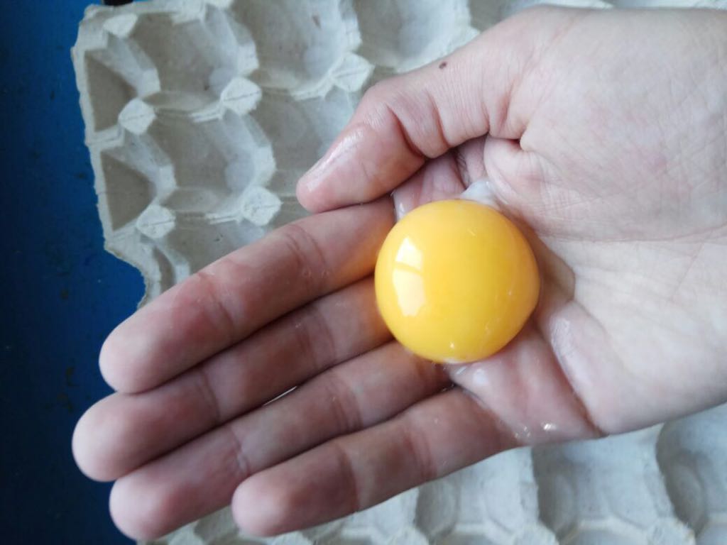 eggs